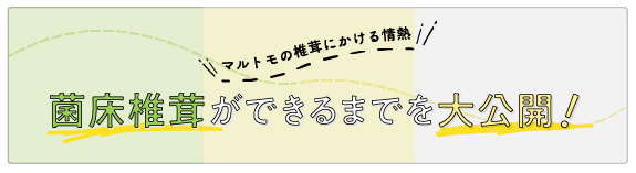 菌床椎茸ができるまでを大公開！