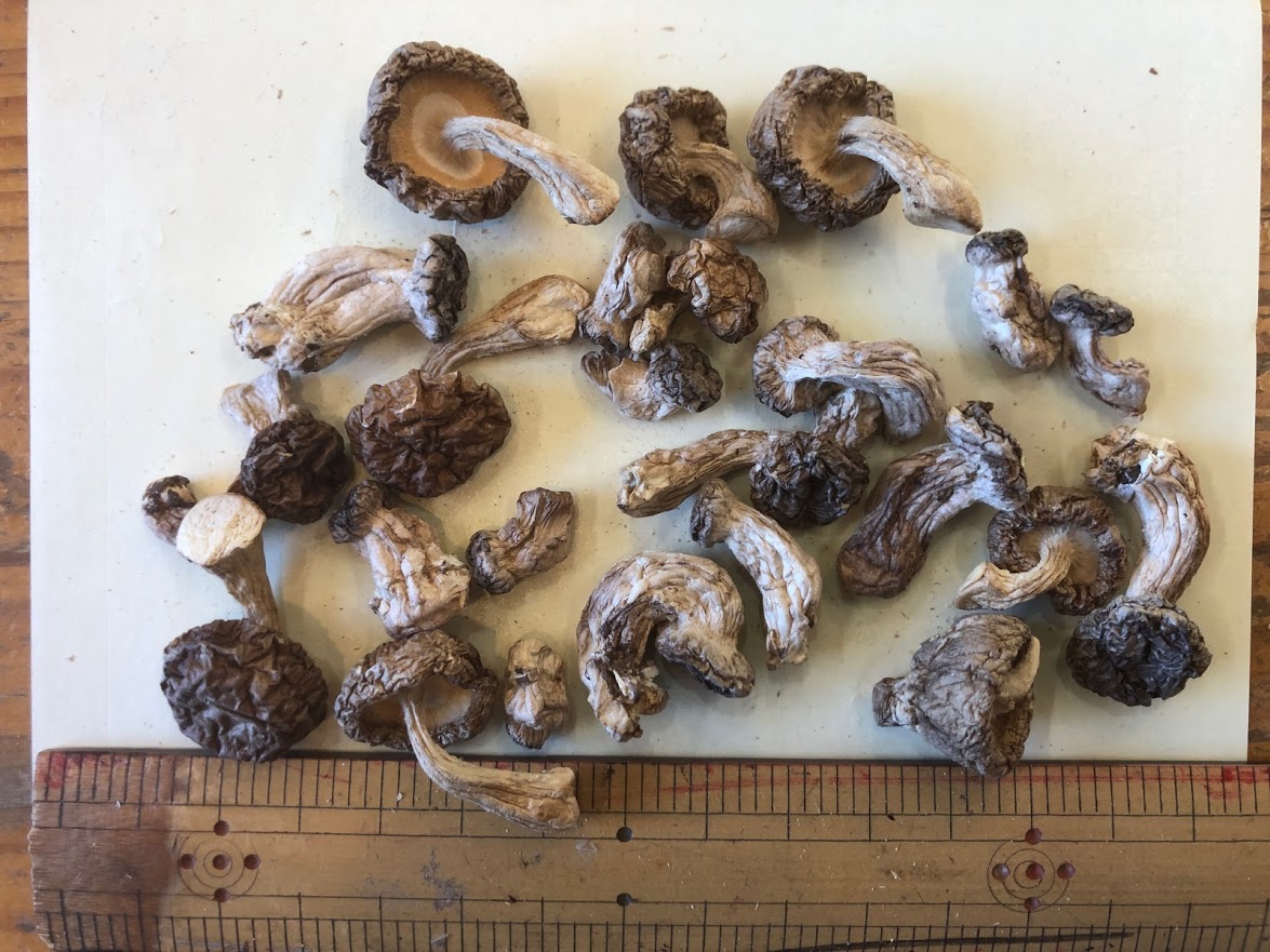 国産菌床椎茸 芽かき1kg ｜干し椎茸の卸売・業務用販売専門店