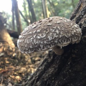 ７月７日は「乾椎茸の日」！？